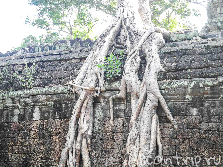 Храм Анджелины Джоли в Камбодже Ta Prohm