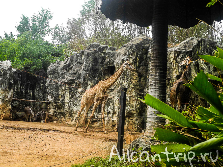 Жирафы В зоопарке Бангкока Dusit Zoo