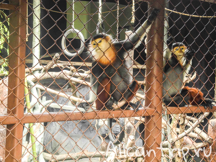 Обезьяны В зоопарке Бангкока Dusit Zoo