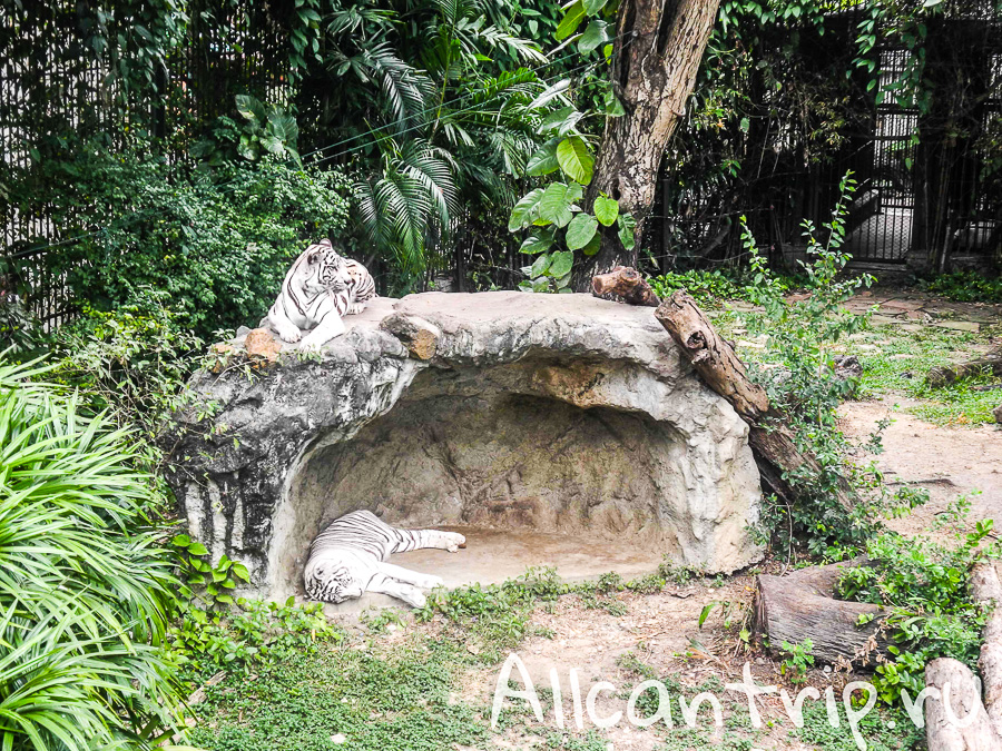 Тигры В зоопарке Бангкока Dusit Zoo