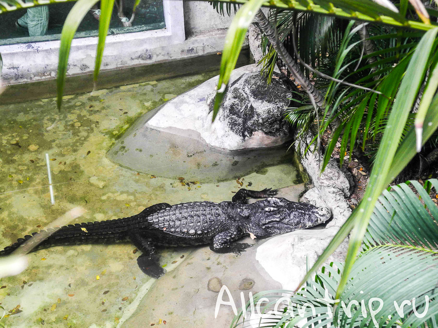 Крокодил В зоопарке Бангкока Dusit Zoo