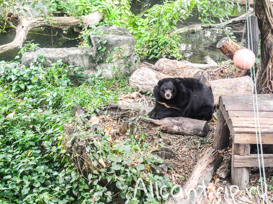 В зоопарке Бангкока Dusit Zoo