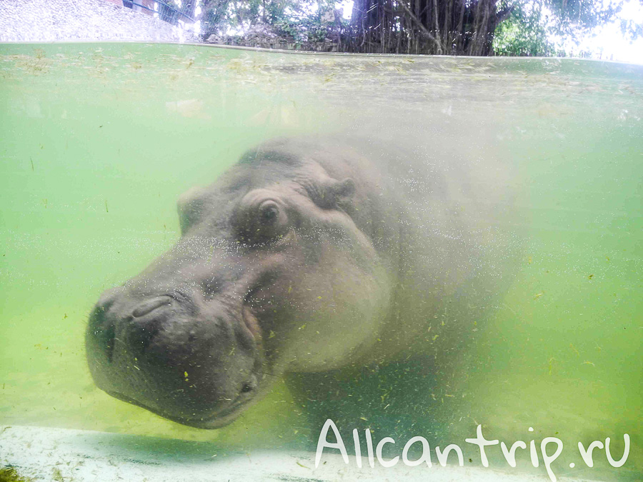 В зоопарке Бангкока Dusit Zoo