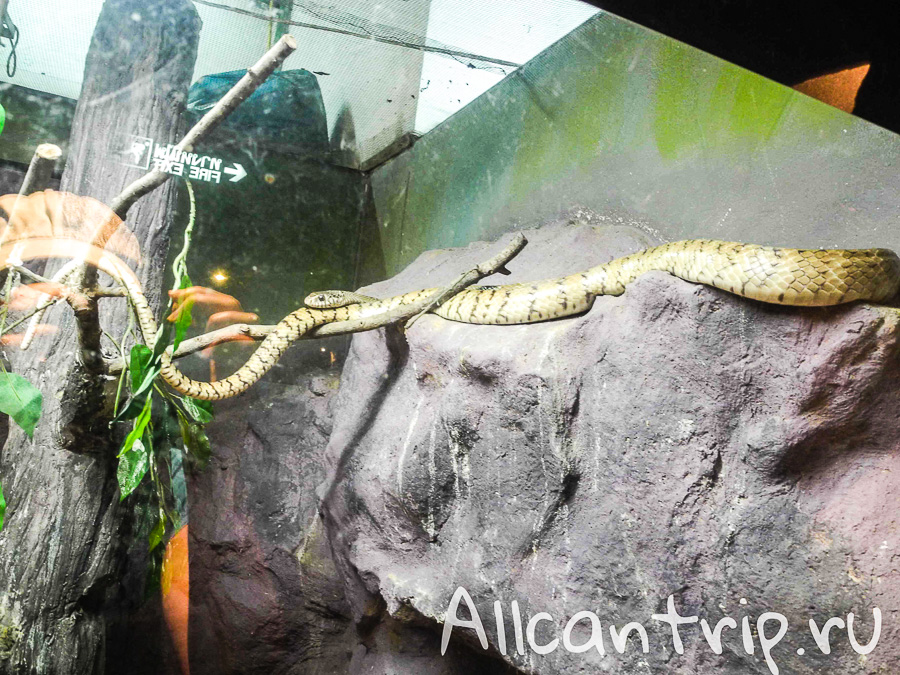 В зоопарке Бангкока Dusit Zoo