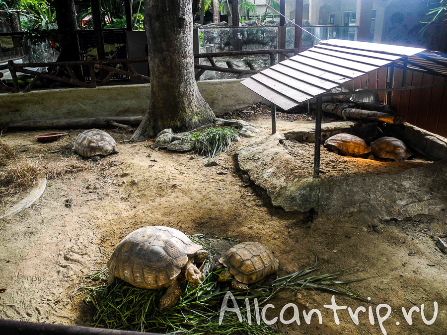 Черепахи В зоопарке Бангкока Dusit Zoo