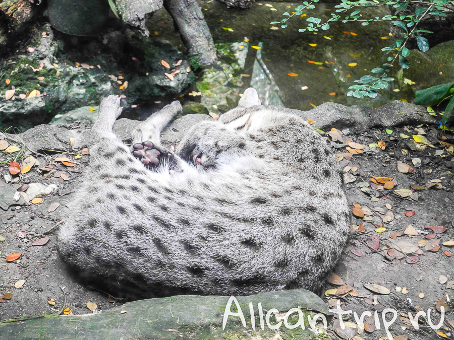 Кошка-рыболов В зоопарке Бангкока Dusit Zoo fishing cat