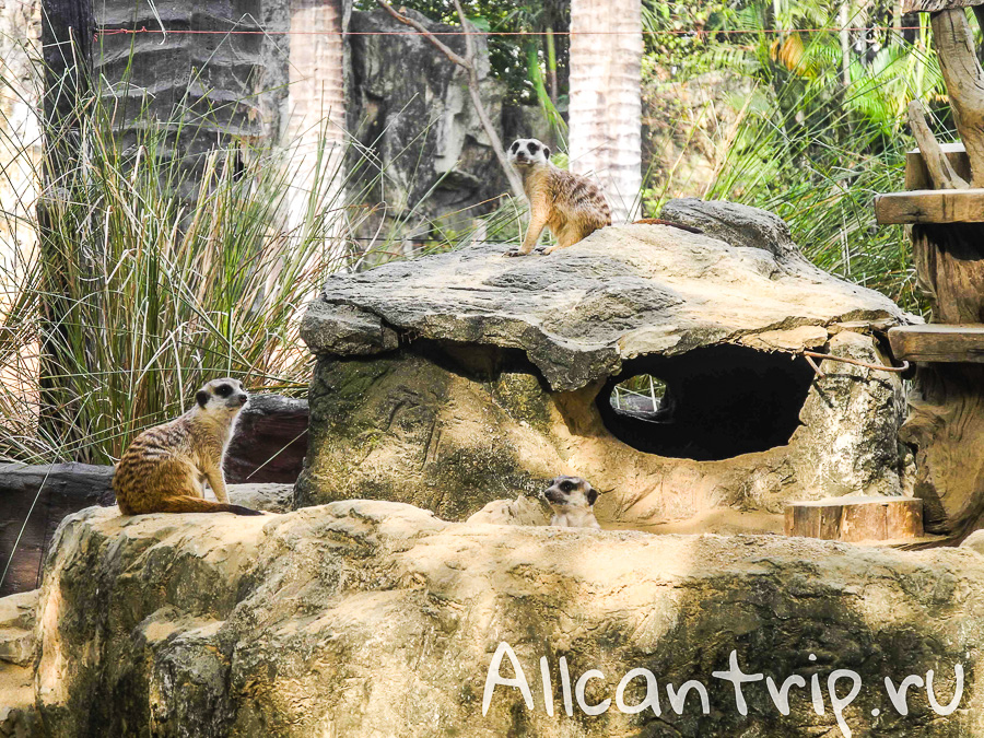 Сурикаты В зоопарке Бангкока Dusit Zoo