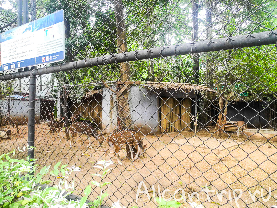 Олени В зоопарке Бангкока Dusit Zoo