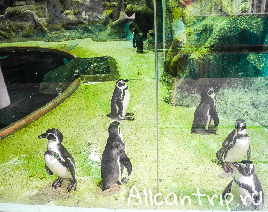 Пингвины В зоопарке Бангкока Dusit Zoo