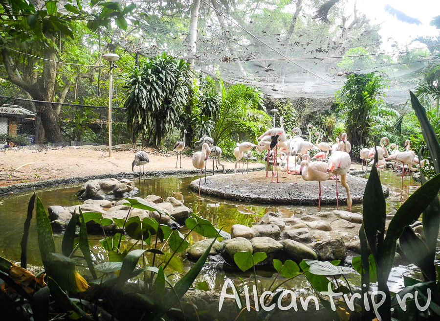 Розовые фламинго В зоопарке Бангкока Dusit Zoo
