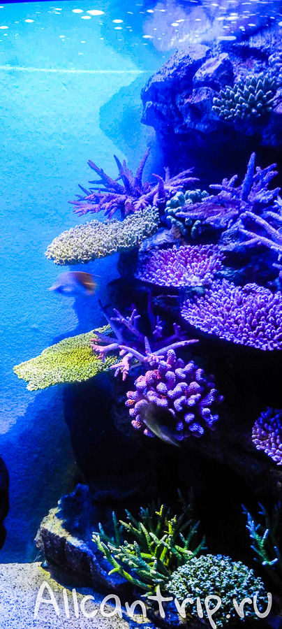 Океанариум Siam Ocean World