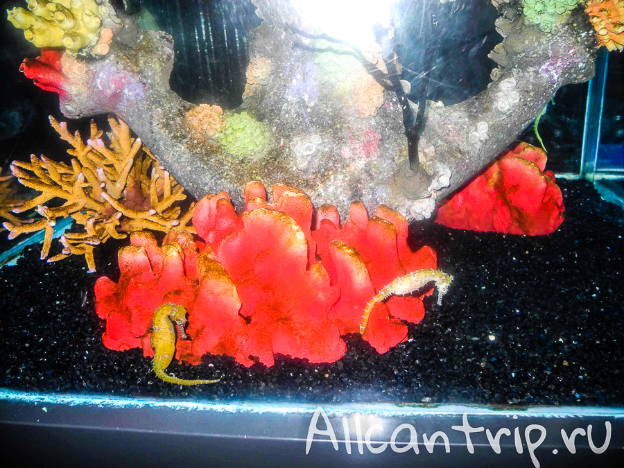 Океанариум Siam Ocean World