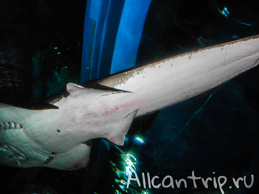 Океанариум Siam Ocean World