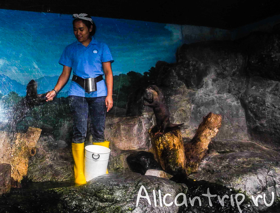 Океанариум Siam Ocean World