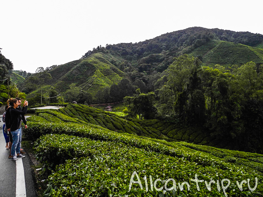 Чайные плантации Малайзии Cameron highlands