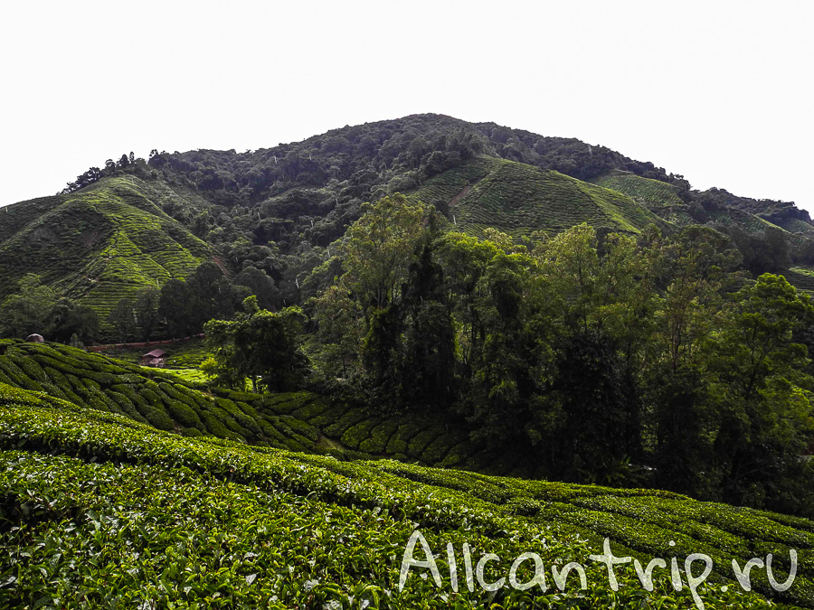 Чайные плантации Малайзии Cameron highlands