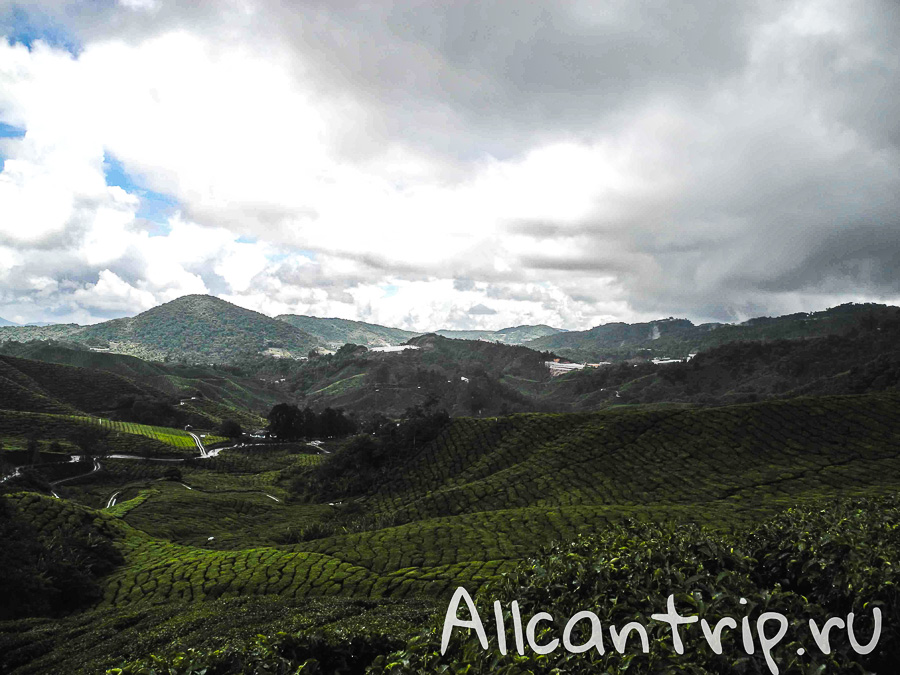Чайные плантации Малайзии Cameron highlands