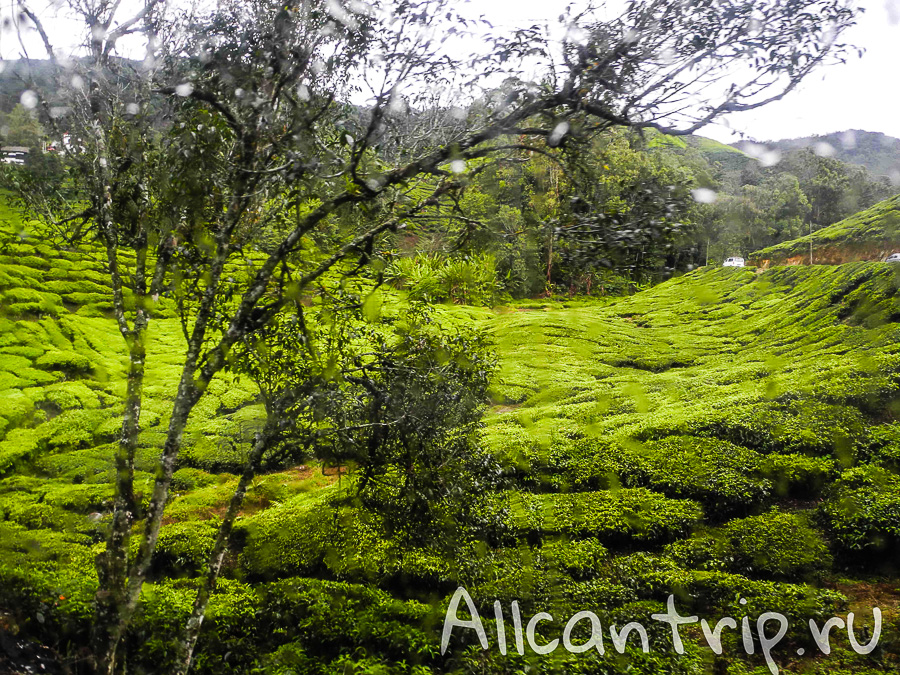 Чайные плантации Малайзии Cameron highlands