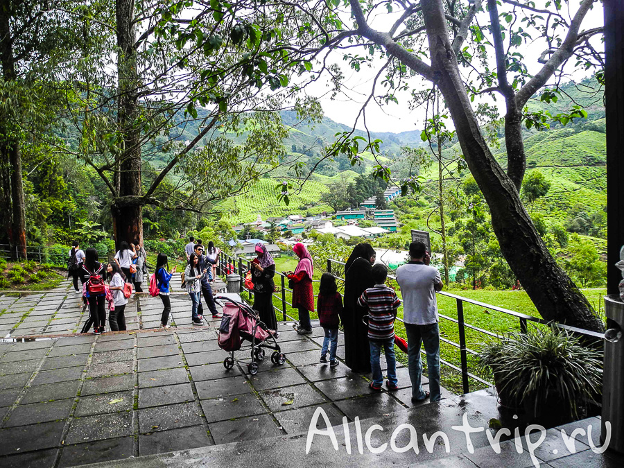 Чайные плантации Малайзии Cameron highlands