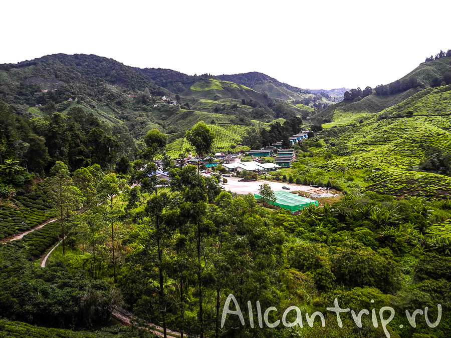 Чайные плантации Малайзии Cameron highlands