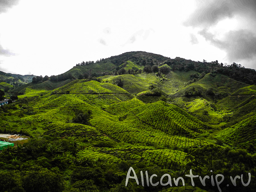 Чайные плантации Малайзии Cameron highlands