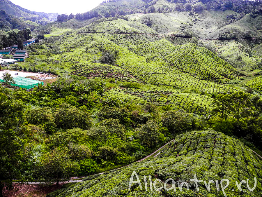 Чайные плантации Малайзии Cameron highlands
