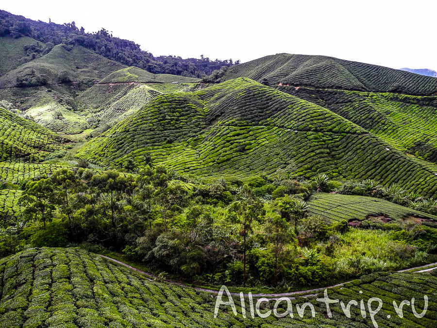 Чайные плантации Малайзии Cameron highlands