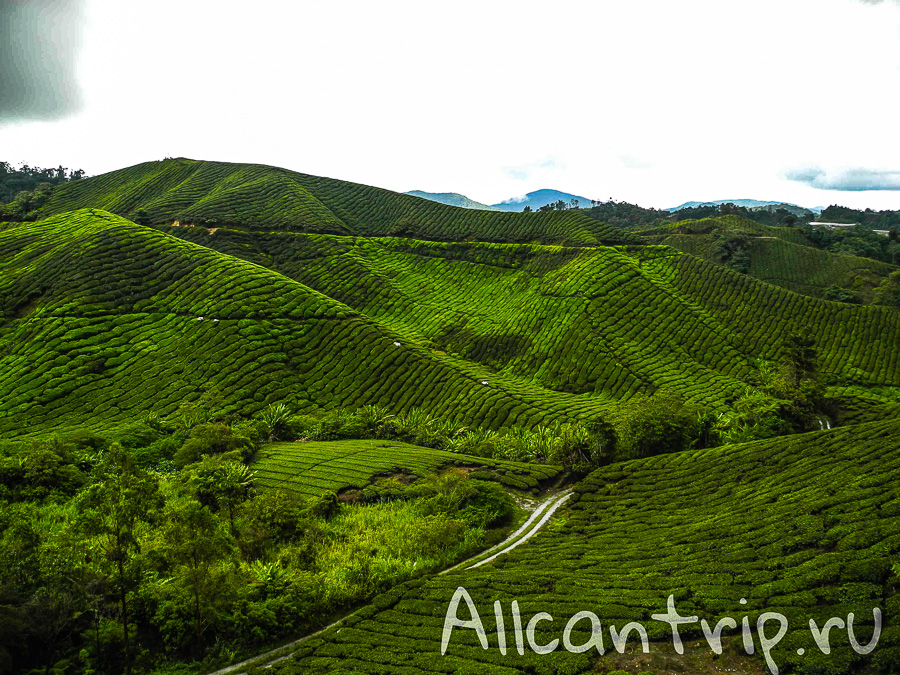 Чайные плантации Малайзии Cameron highlands