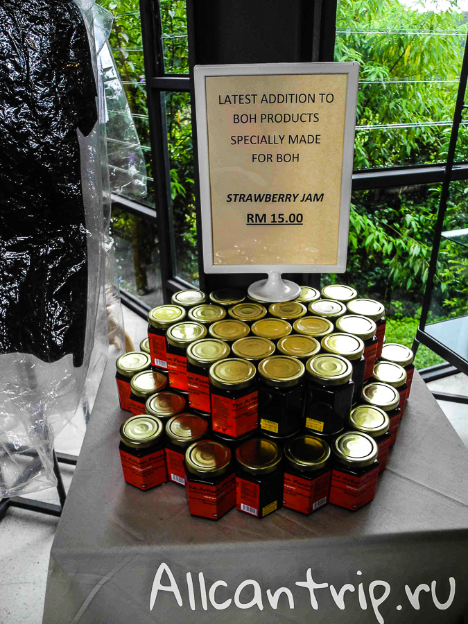 Чайные плантации Малайзии Cameron highlands