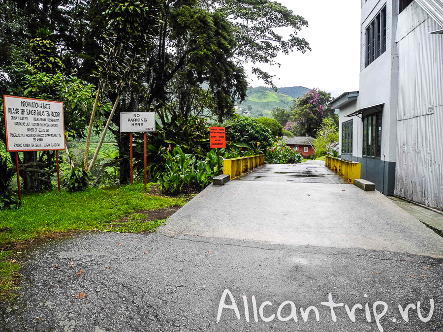 Чайные плантации Малайзии Cameron highlands