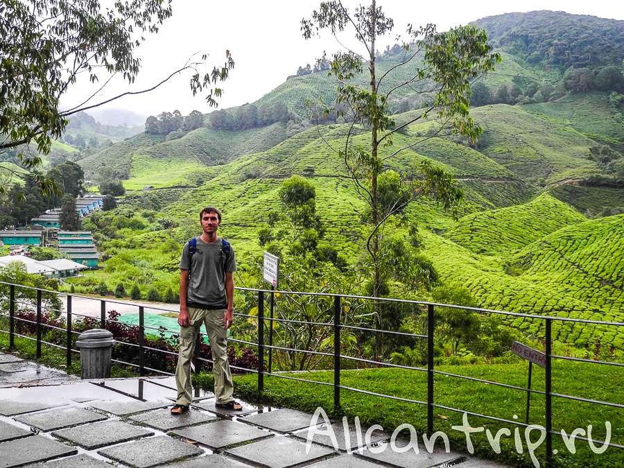 Чайные плантации Малайзии Cameron highlands