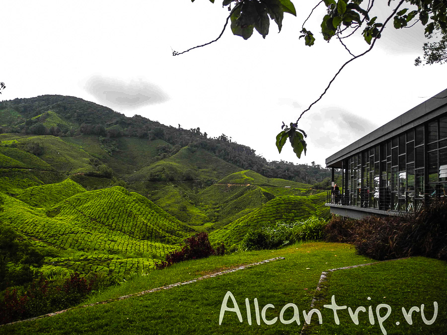 Чайные плантации Малайзии Cameron highlands