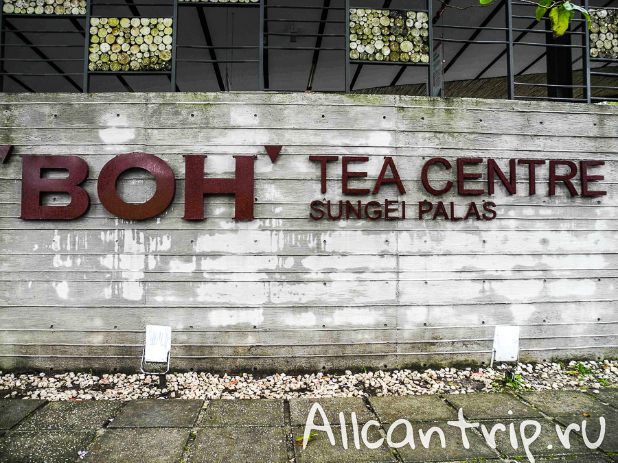 Чайные плантации Малайзии Cameron highlands