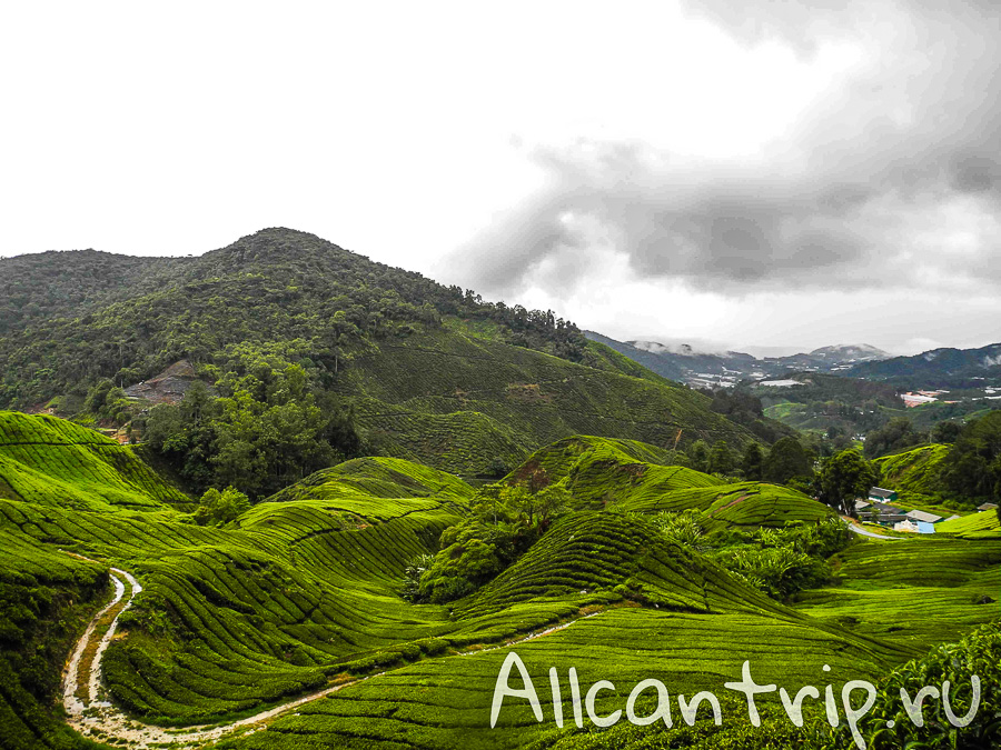 Чайные плантации Малайзии Cameron highlands