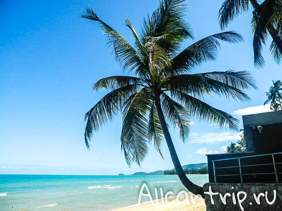 Пальма на пляже Самуи Липа Ной 