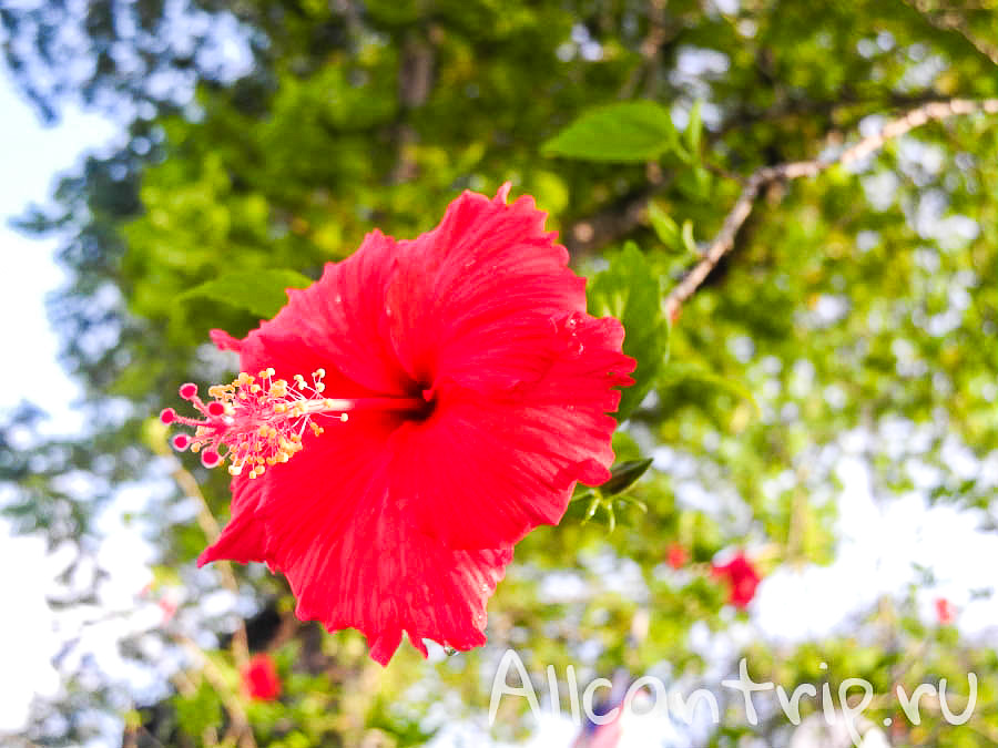 цветы на улице города Ипох