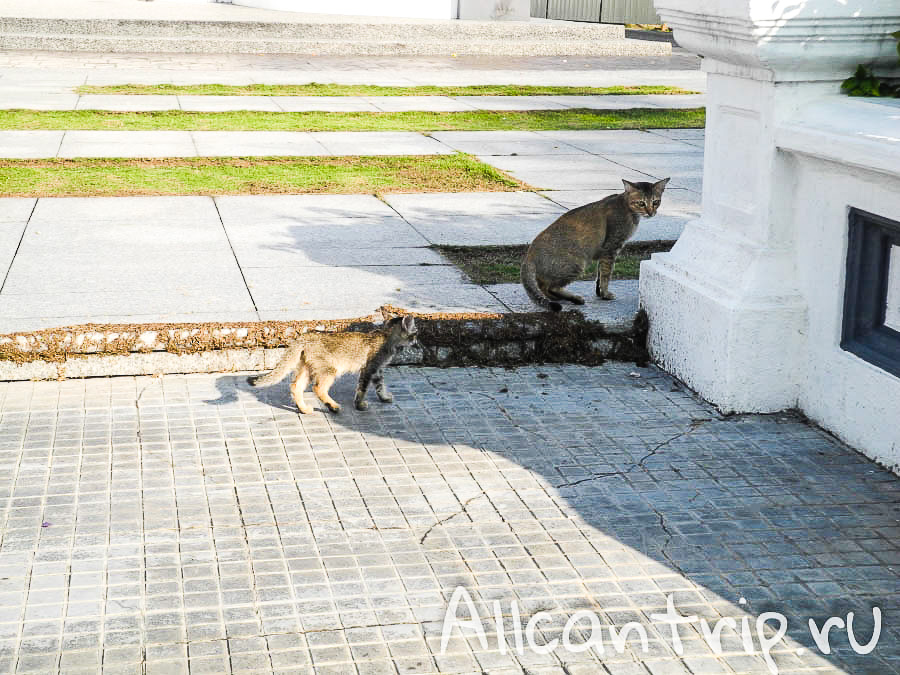 коты на улице в Ипох