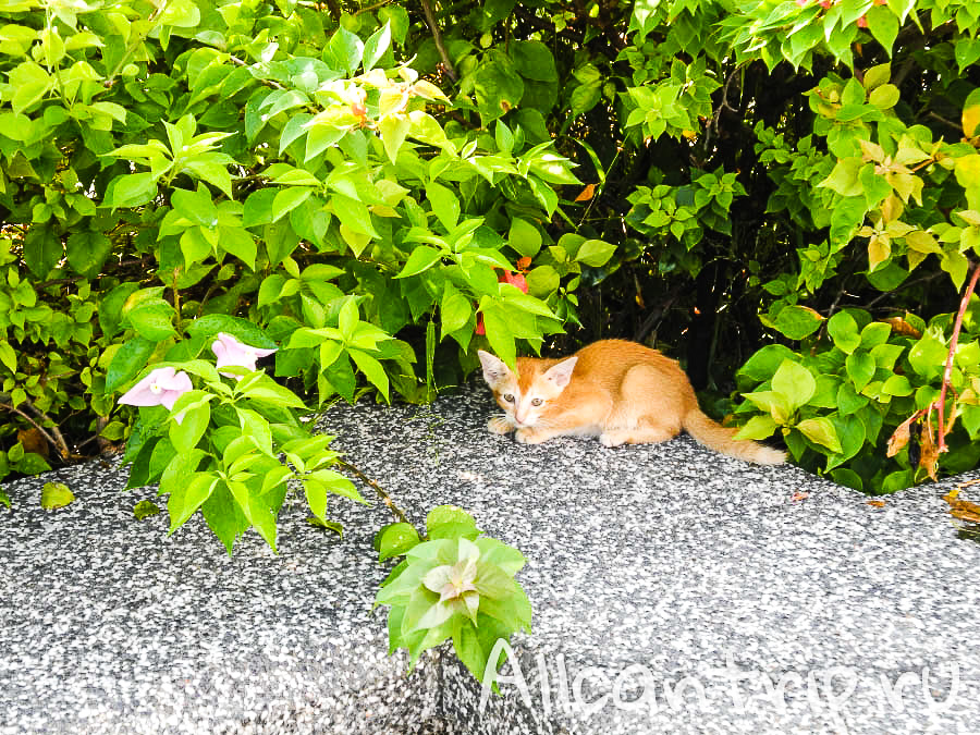 котенок на улице малайского города Ипох