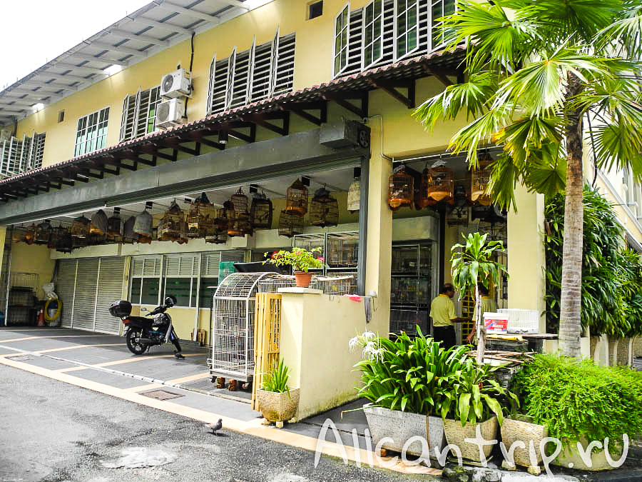 птицы в клетках голубая мечеть в городе Ипох Малайзия