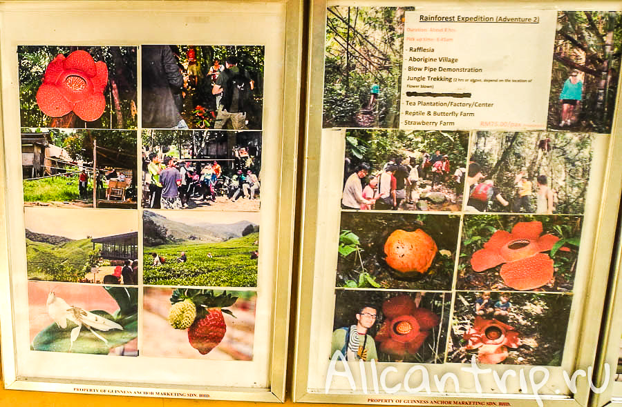 Хостел в Cameron highlands