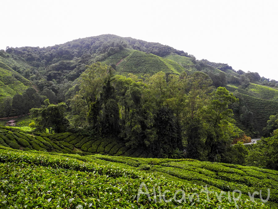 Чайные плантации Cameron highlands
