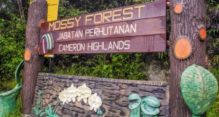 Mossy forest cameron highlands