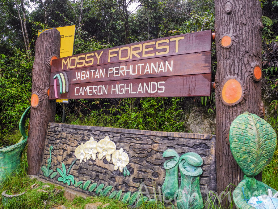 Mossy forest cameron highlands