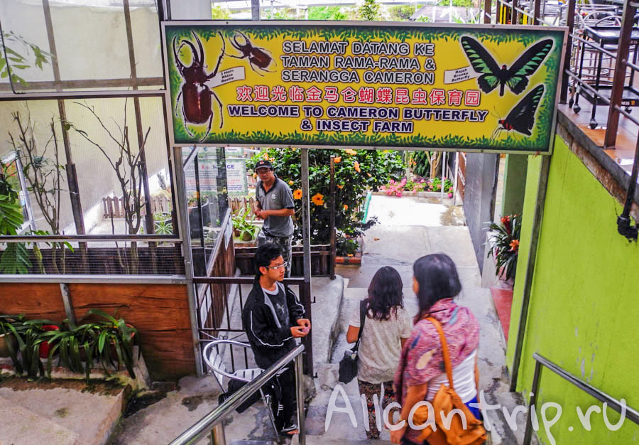 Butterfly farm в Малайзии