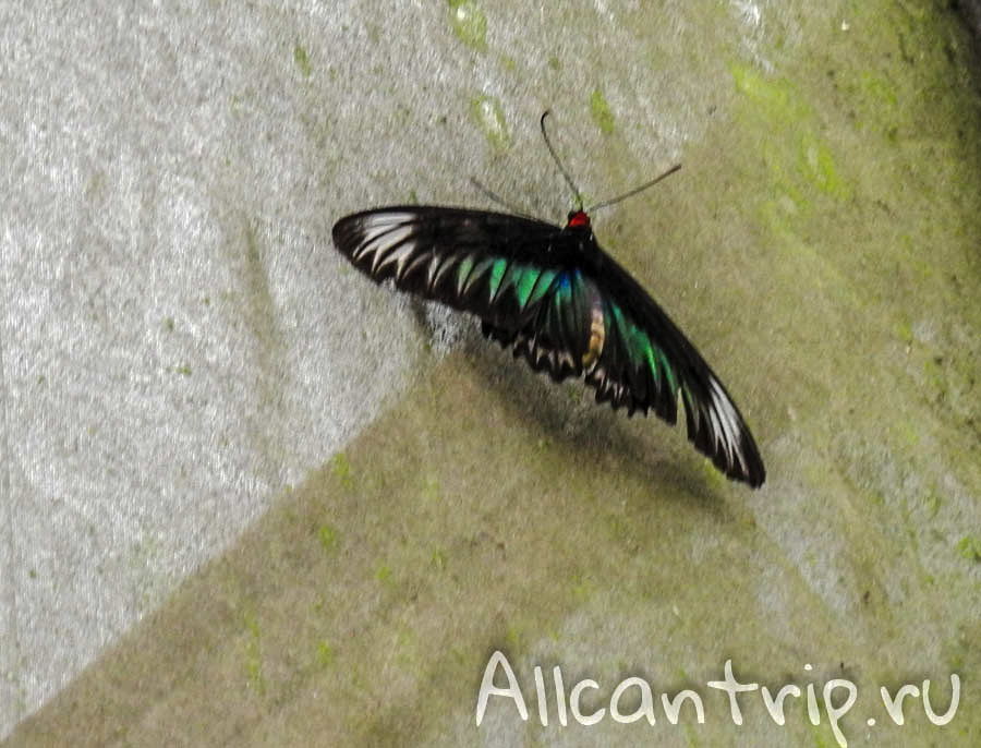 Бабочки Малайзии