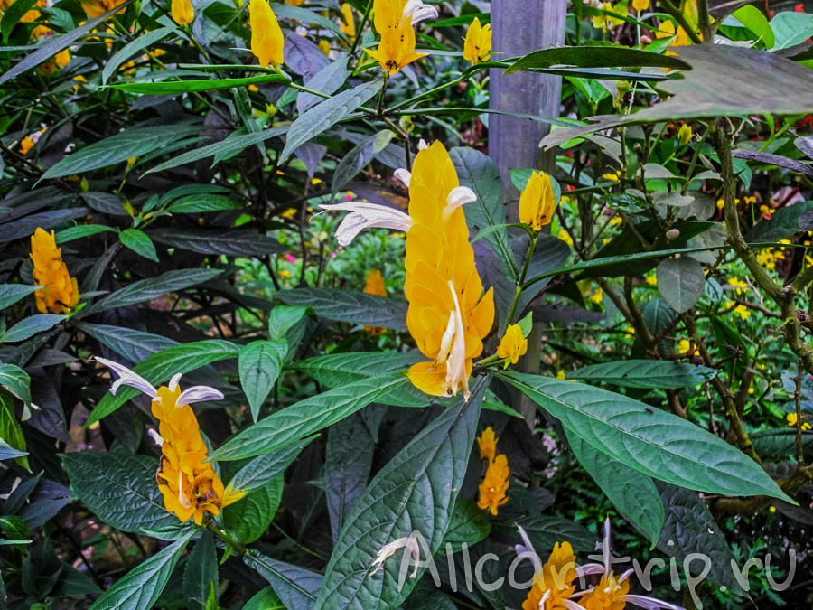 На ферме бабочек Cameron Highlands