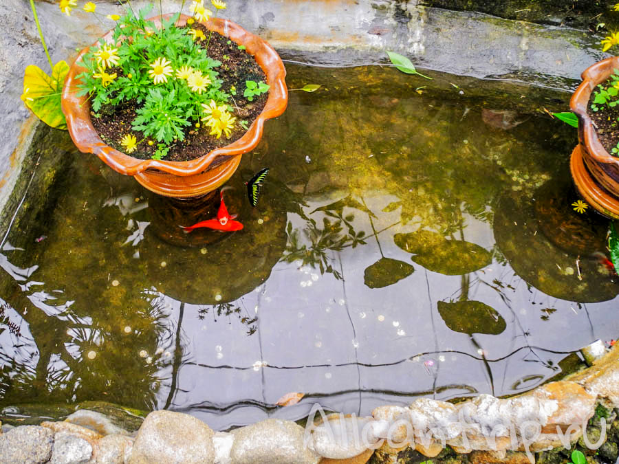 На ферме бабочек Cameron Highlands