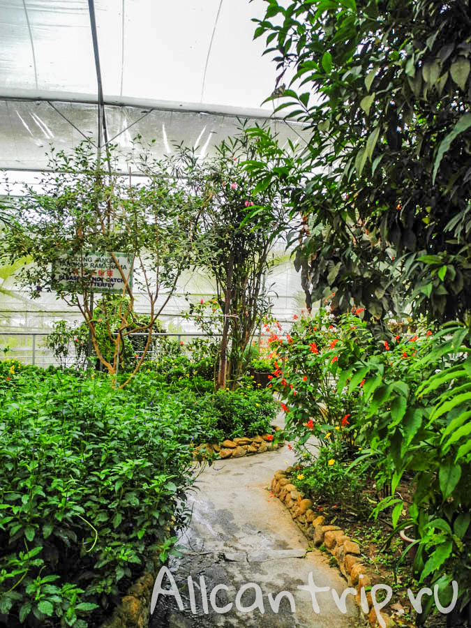 На ферме бабочек Cameron Highlands
