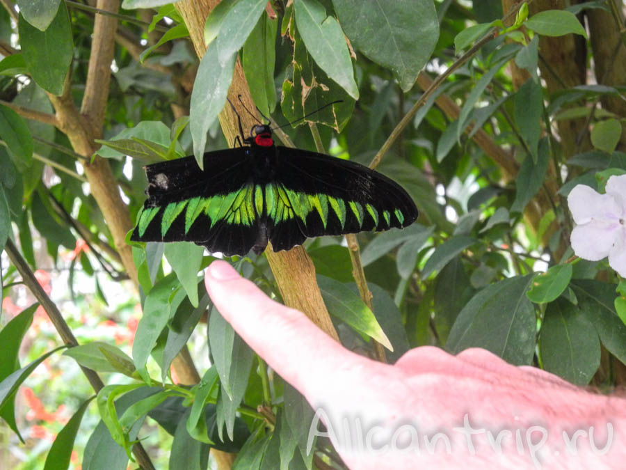 Огромные тропические бабочки в горах Малайзии