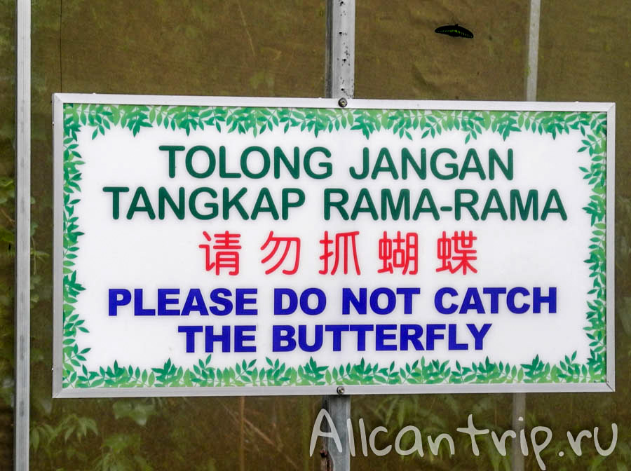 На ферме бабочек Cameron Highlands